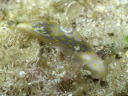 Gymnodoris sp. 8