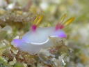 Hypselodoris bullocki