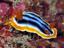 Chromodoris sp. 2