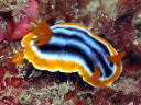 Chromodoris sp. 2