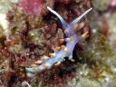 Flabellina macassarana