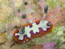 Goniobranchus fidelis