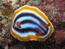 Chromodoris sp. 2