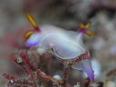 Hypselodoris bullocki