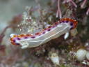 Goniobranchus decora