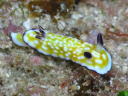 Chromodoris vibrata