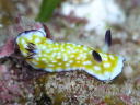 Chromodoris vibrata