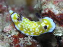 Chromodoris vibrata