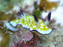 Chromodoris vibrata