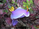 Hypselodoris apolegma