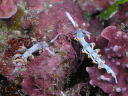 Flabellina bicolor