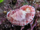 Goniobranchus reticulatus