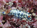 Hypselodoris infucata