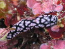 Phyllidiella pustulosa