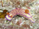 Hypselodoris whitei