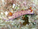 Hypselodoris whitei