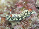 Hypselodoris infucata