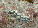 Hypselodoris infucata