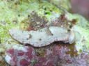 Dermatobranchus fasciatus