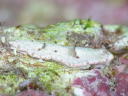 Dermatobranchus fasciatus