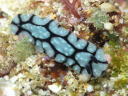 Phyllidiella pustulosa