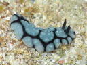 Phyllidiella pustulosa