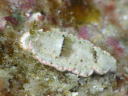 Dermatobranchus fasciatus