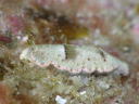 Dermatobranchus fasciatus