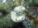 Phanerophthalmus perpallidus