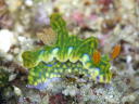 Ceratosoma sinuata