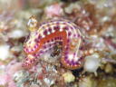 Hypselodoris maculosa