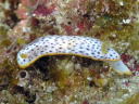 Chromodoris aspersa