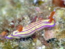 Hypselodoris whitei