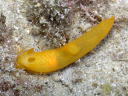 Gymnodoris citrina