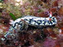 Hypselodoris infucata