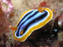 Chromodoris sp. 2