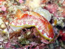 Goniobranchus sp. 1