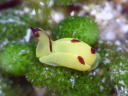 Siphopteron flavum