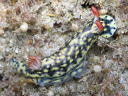 Hypselodoris infucata