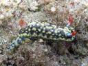 Hypselodoris infucata