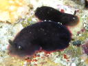 Dendrodoris fumata