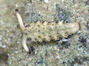 Plakobranchus ocellatus