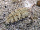 Plakobranchus ocellatus