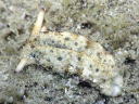 Plakobranchus ocellatus