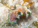 Glossodoris cincta