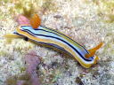 Chromodoris colemani