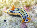 Chromodoris colemani