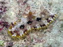 Dendrodoris denisoni