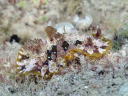 Dendrodoris denisoni