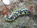 Hypselodoris infucata